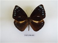 藏品(圓翅紫斑蝶)的圖片